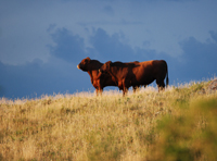 SSS herd bulls await late summer storm.