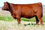 2011 Cow Girls Sale Entry