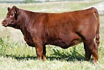 2011 Cow Girls Sale Entry