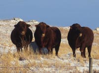 SSS herd bulls