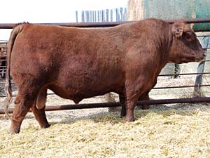 Red SSS Ambush 771X :: Red Angus Herd Bull :: click to enlarge.