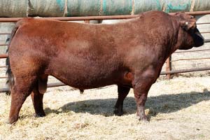 Red PIE Game On 9109 :: Red Angus Herd Bull :: click to enlarge.