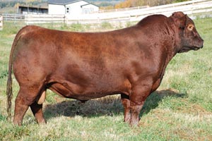 Red SSS Big Game 814A :: Red Angus Herd Bull :: click to enlarge.