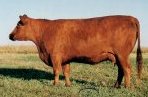 Red Angus embryo donor: Red Scaara 102C AI