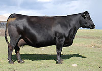 1040L :: Black Angus Donor Cow :: click to enlarge.