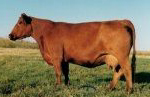 Red Angus donor female :: Red Blue Spruce Samaria 142B