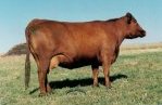 Red Angus donor female :: Red SSS Soapy 170C