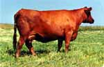 Red Angus Donor Cow :: Red SSS Dyna Nellie 222W