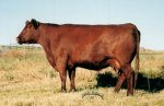 Red Angus donor cow :: Red SSS Valentine 296D