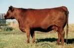 Red Angus donor cow :: Red SSS Miss RS DR 309D