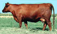Red SSS Miss High Lass 352X :: Red Angus Embryo Donor :: Browarny Photo