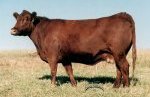 Red Angus donor female :: Red SSS Zamaline 530Y