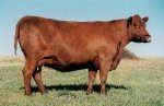 Red Angus embryo donor :: Red SSS Maxzeen 541Y