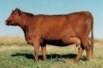 Red Angus donor female :: Red Soapy 542Y