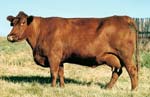 Red Angus embryo donor :: Red SSS Cashmere 558Z