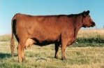 Red Angus embryo donor cow: Red SSS Soapy 639F