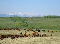 Gathering the SSS cowherd, fall 2011.
