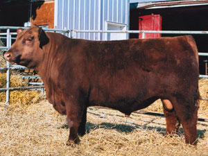 Red SSS Arsenal 271S :: Red Angus Herd Bull :: click to enlarge.