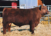Red SSS Arsenal 271S :: click for more details.