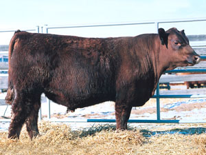 Red SSS Ole 353S :: Red Angus Herd Bull :: click to enlarge.