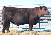 Red SSS Ole 353S :: click for more information.