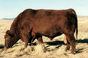 Boomer 803B :: Red Angus Reference Sire :: click to enlarge.