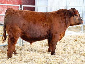 SSS Trapper 683X :: Red Angus Herd Bull :: click to enlarge.