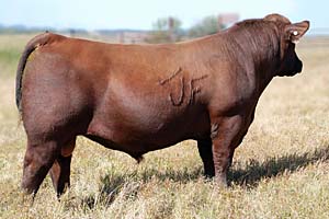 Fritz Cancun 1021 :: Red Angus Herd Bull :: click to enlarge.
