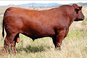 Red PIE Game On 9109 :: Red Angus Herd Bull :: click to enlarge.