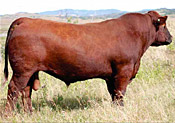 Red PIE Game On 9109 :: Red Angus Sire :: click for more details.