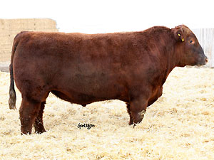 Red Fabulous Grand Prix 6R :: Red Angus Herd Bull :: click to enlarge :: photo by Grant Rolston
