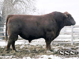 Norseman King :: Red Angus Reference Sire :: click to enlarge.