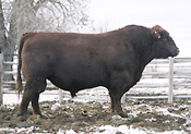 Norseman King :: Red Angus Sire :: click for more details.
