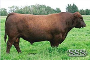 Red Crowfoot Ole's Oscar 2042M :: Red Angus Reference Sire :: click to enlarge. Photo by Grant Rolston