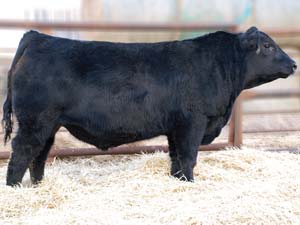 SSS Trapper 683X :: Red Angus Herd Bull :: click to enlarge.