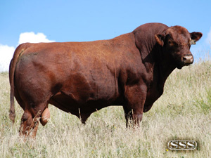 SSS Pursue 99M :: Red Angus Herd Bull :: click to enlarge.