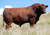 Triple S Red Angus cattle are raised in ranch country :: Alberta Rocky Mountain foothills.