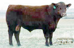 Red Angus reference sire :: SSS Bar-None 109C :: click to enlarge.