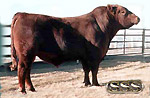 Red Angus reference sire :: Red SSS Bar-None 313D :: click to enlarge.