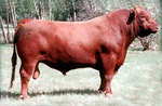 Red Angus reference sire :: Red SSS Baron 695A :: click to enlarge.