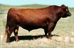 Red Angus reference sire :: Red Blaze V415 :: click to enlarge.