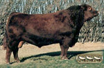 Red Angus reference sire :: Red SSS Bust'n 596F :: click to enlarge.