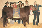 Red Angus reference sire :: Red Emulous 69D :: click to enlarge.