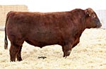 Red Angus reference sire :: Red Fabulous Grand Prix 6R :: click to enlarge.