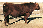 Red Angus reference sire :: Red Towaw Grizzly 23M :: click to enlarge.