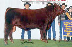 Red Angus reference sire :: Red SSS Gung Ho 786G :: click to enlarge.