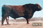 Red Angus reference sire :: Red SSS Highline 402M :: click to enlarge.