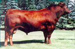 Red Angus reference sire :: Red SSS High Mark 272D :: click to enlarge.