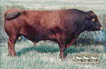 Red Angus reference sire :: Red High Price :: click to enlarge.