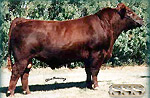 Red Angus reference sire :: Red SSS Marksman 562F :: click to enlarge.
